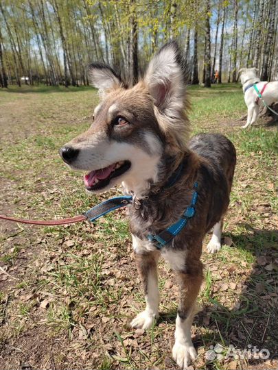 Миниатюрной собачке не место в приюте