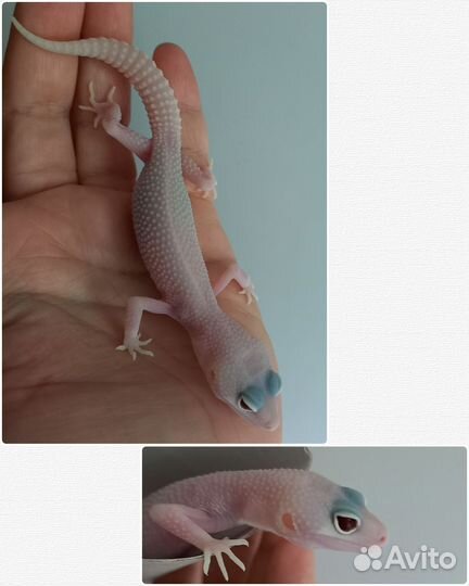 Эублефары малыши, Blood