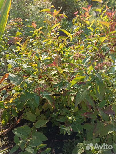 Спирея японская