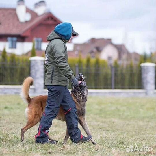 Дрессировка собак кинолог