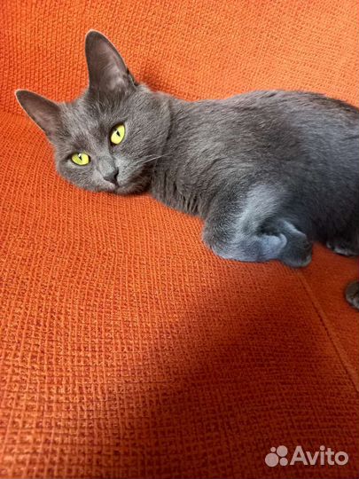 Кошка вязка