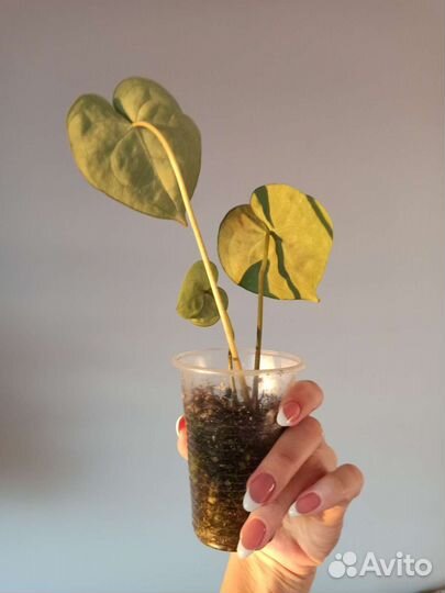 Антуриум кларинервиум