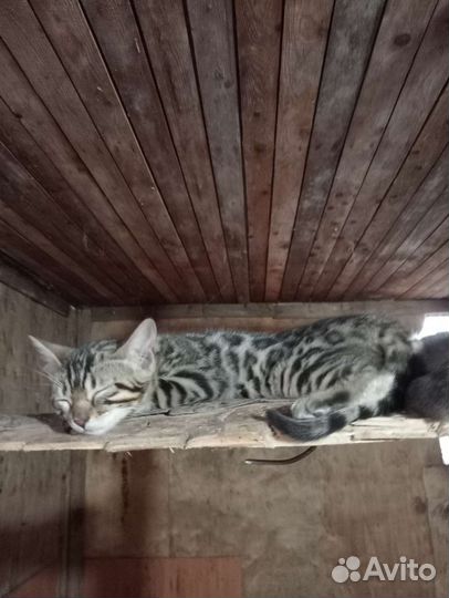 Бенгальские котята