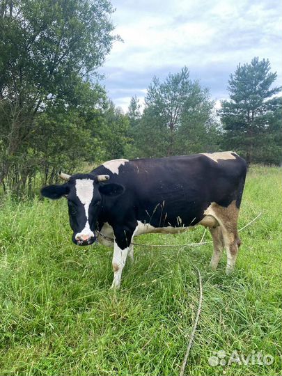 Корова дойная