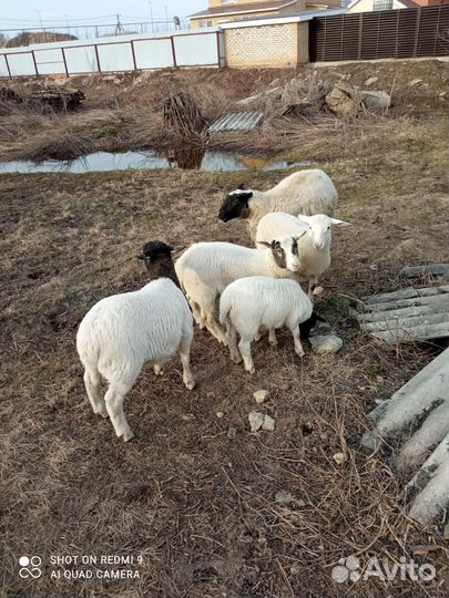 Ягнята дорпер