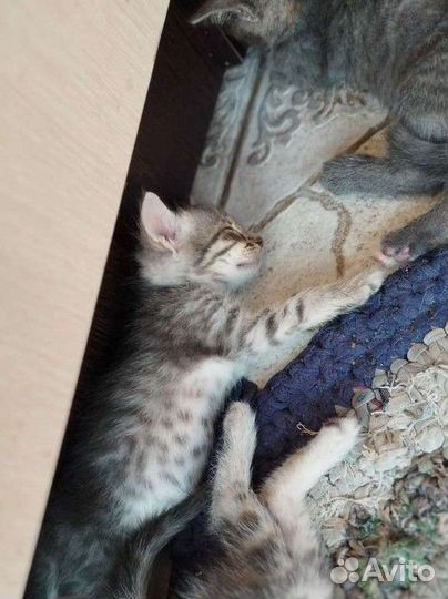 Котята ищут дом