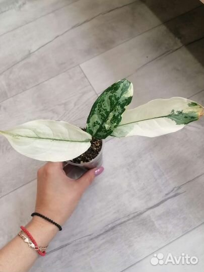 Аглаонема бангкок