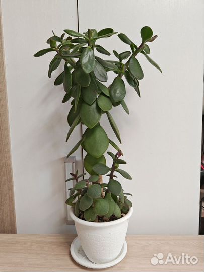 Красаула, Толстянка, Денежное дерево