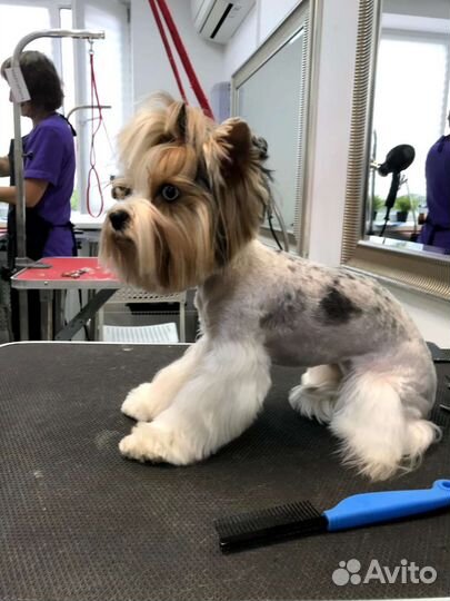 Груминг грумер стрижка собак