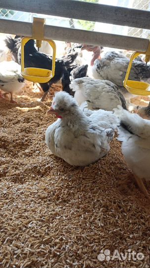 Продается петушок