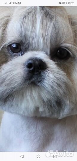 Собака ши-тцу