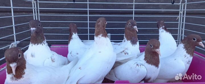 Голуби декоративные