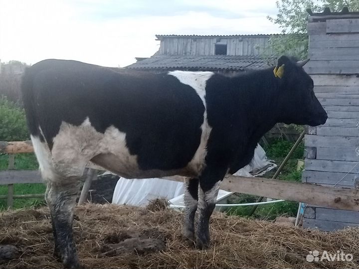 Коровы и телки стельные