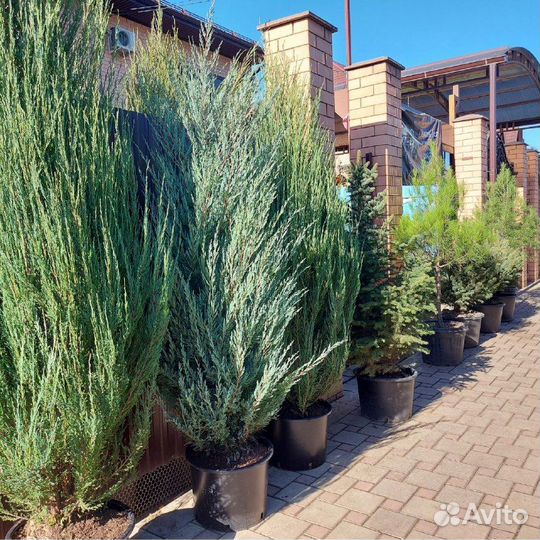 Скальные голубые можжевельники Блю Эрроу, Мунглоу