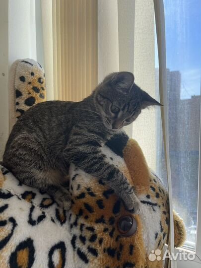 Кошка в дар бесплатно