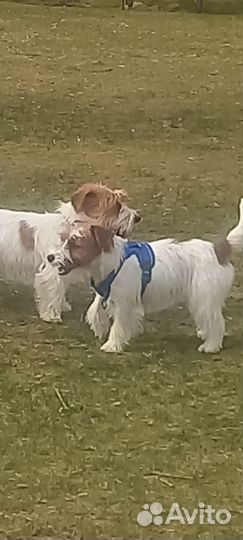 Вязка собак