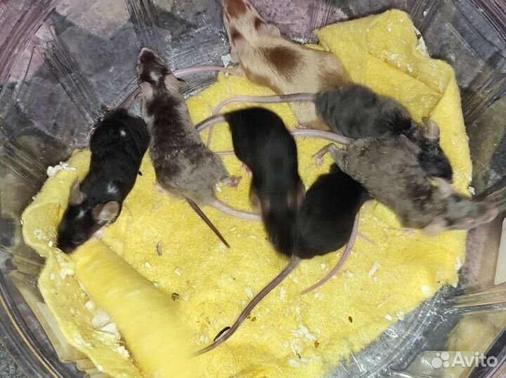 Сатиновые и японские мышки