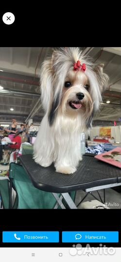 Бивер терьер