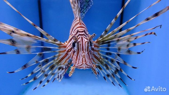 Рыбка Крылатка-зебра чернополосая