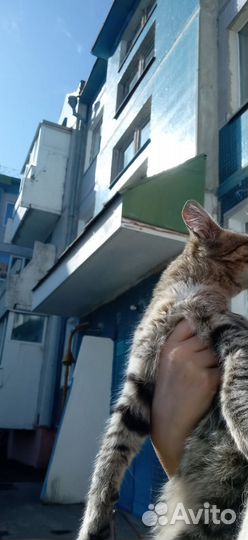 Коты и котёнок