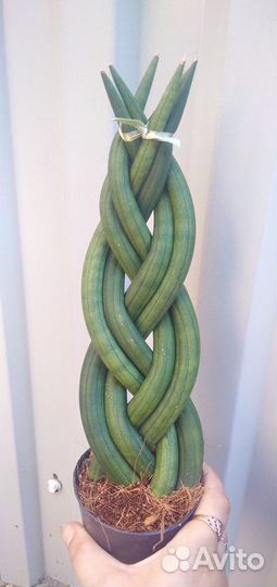 Сансевиерия