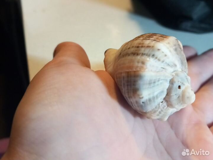 Мини ракушка с моря