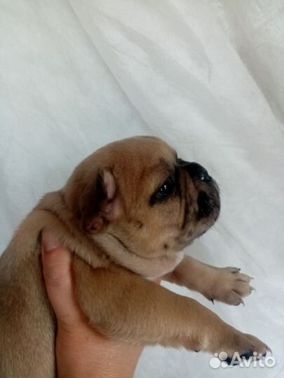 Мраморная девочка. Мерль