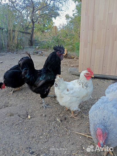 Куры ухейиюль