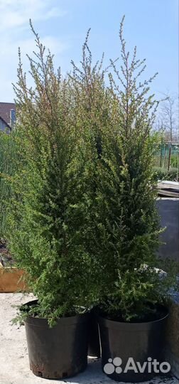 Можжевельник Голд Кон