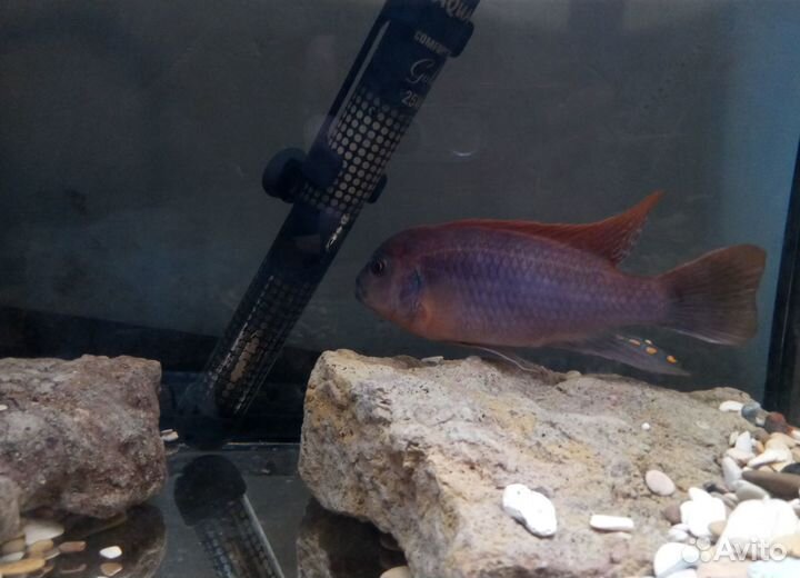 Продам Цихлида Йодотрофеус