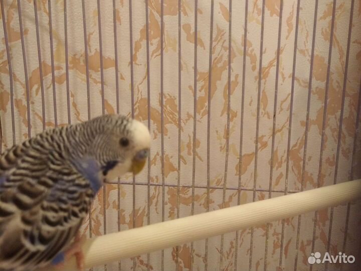 Самец волнистый попугай 1 год для дамы