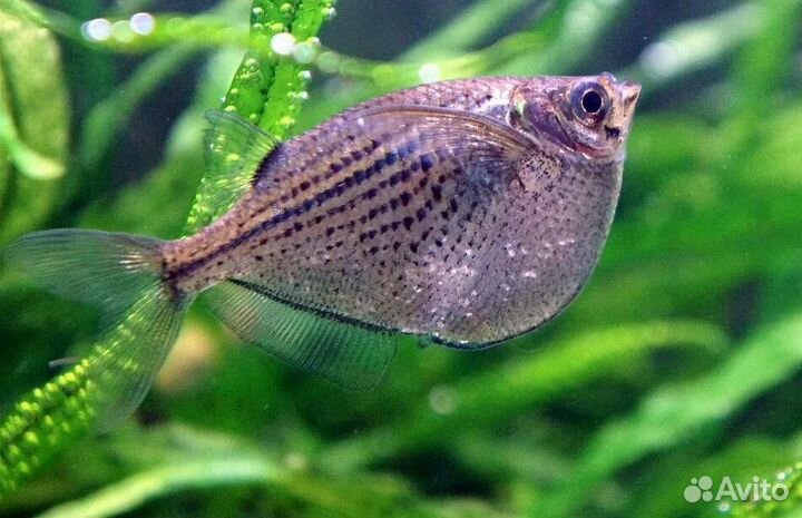 Клинобрюшка