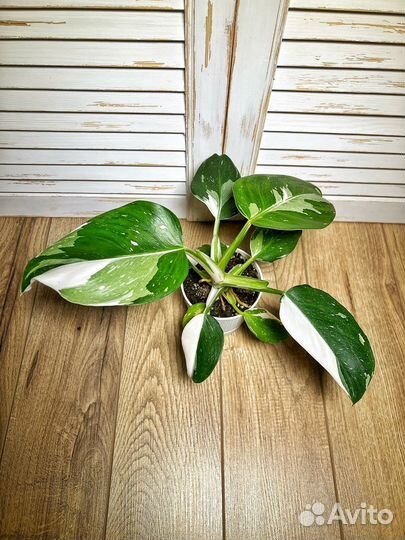 Филодендрон white wizard / вайт Визард