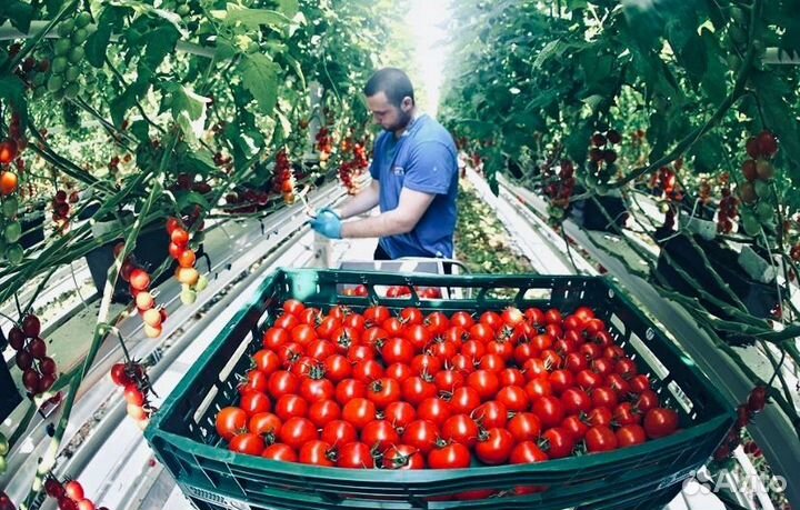 Грузчик в колбасный цех от 15 смен Вахтой Белгород