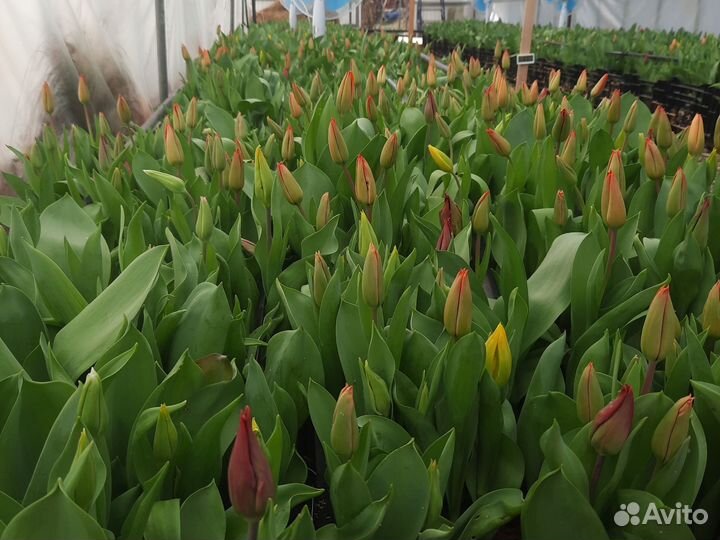 Тюльпаны детки