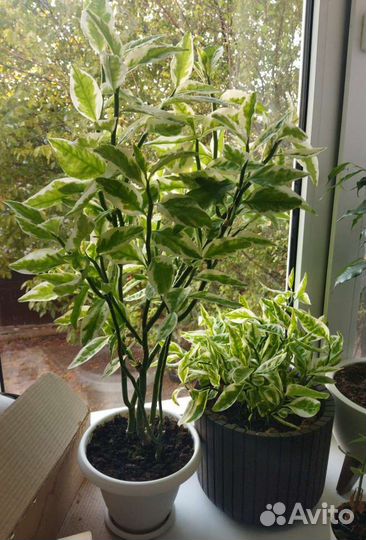 Педилантус