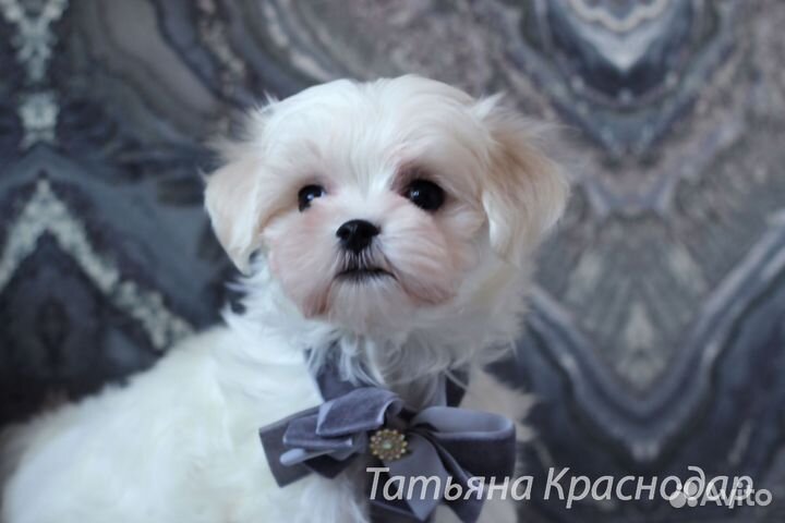 Мальтезе РКФ Мальчики