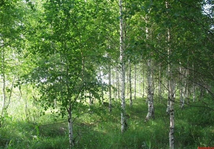 Участок 15 сот. (СНТ, ДНП)