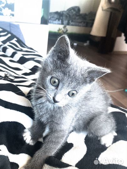 Котенок
