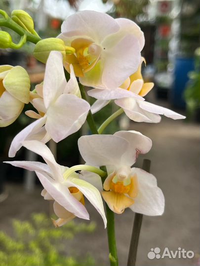 Орхидея фаленопсис мультифлора