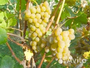 Виноград