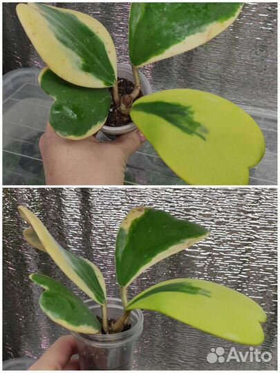 Хойя 2. В наличии