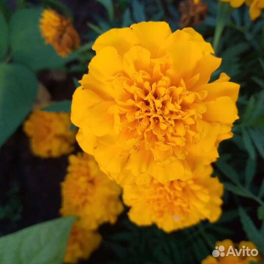 Бархатцы отклонённые махровые полумахровые рассада