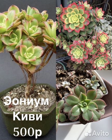Цветы