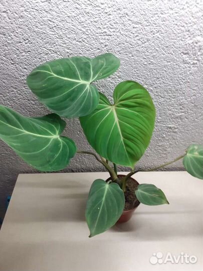 Филодендрон глориозум