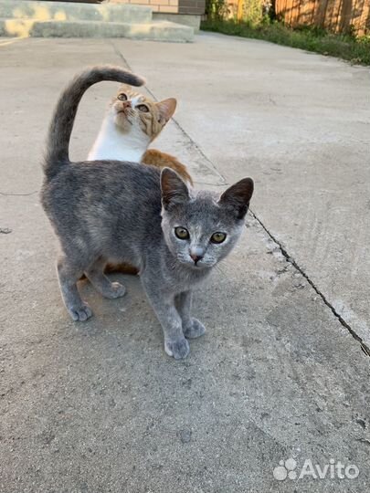 Котята в добрые руки
