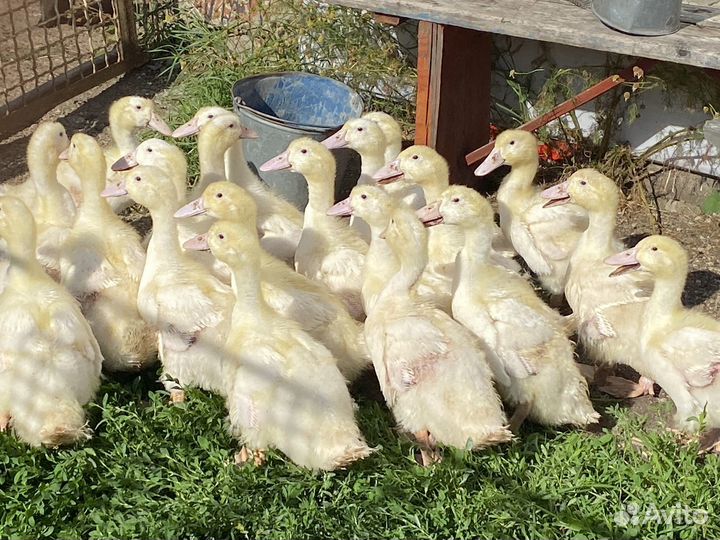 Утки, муларды