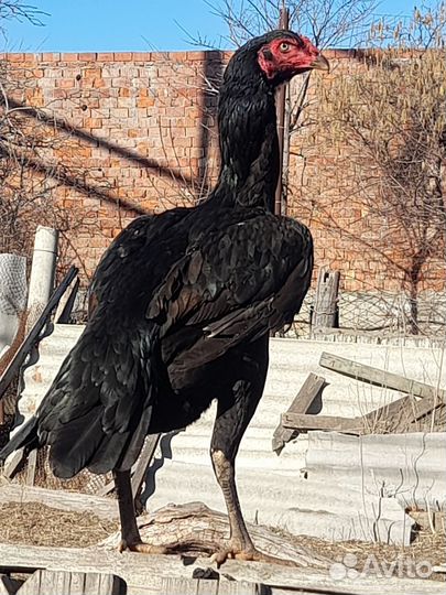 Бойцовые куры с цыпля.индо утки