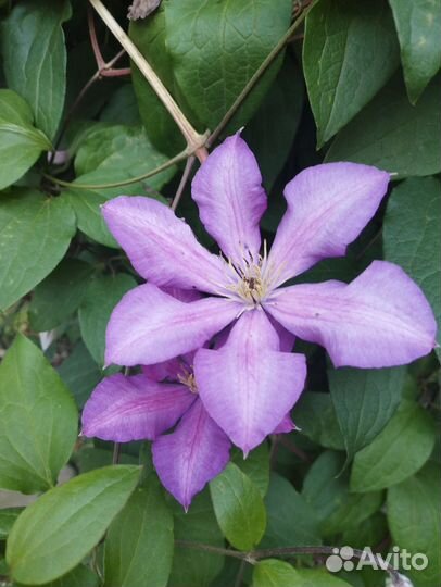Клематисы