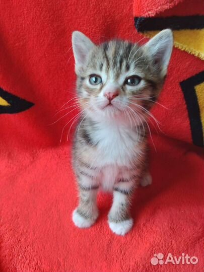 Вислоухие котята